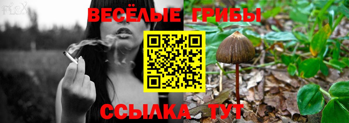 Псилоцибиновые грибы прущие грибы Кольчугино